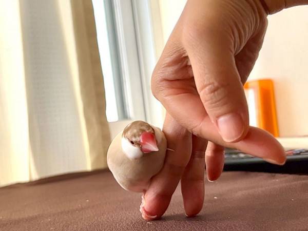飼い主「絶対に降りない」　文鳥が大好きだという場所とは？