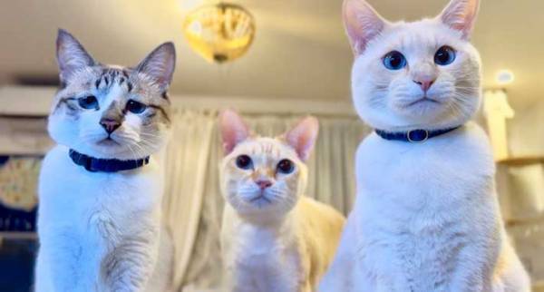 珍しい場所で寝た飼い主　それを見た、愛猫が…　「面白い」「天国か」