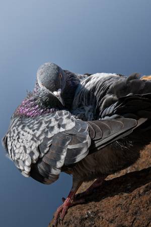 イケメンすぎる鳩　写真家が撮った１枚に「強者感がすごい」「鳩とは思えない」