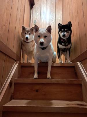 柴犬たちの関所に「笑った」　飼い主が、階段を上がろうとすると…？