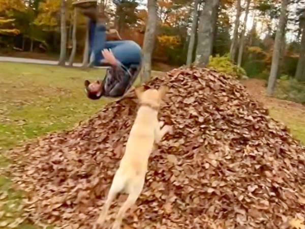 庭に作った『落ち葉の山』を見た犬が…？「超楽しそう」「１０点満点」