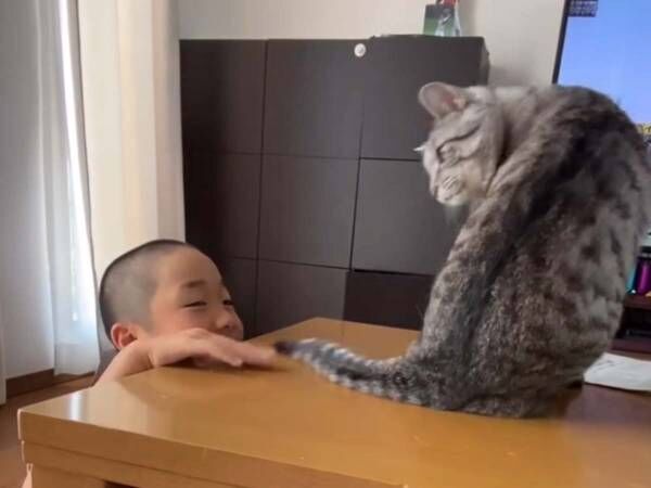 子供がしっぽを触り続けたら…　猫の反撃に１００万『いいね』