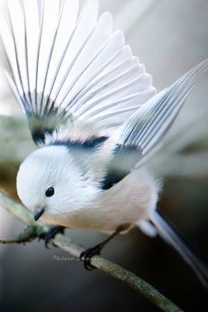 イケメンなシマエナガ？　写真家が撮った１枚に「こんな姿初めて見た」「ほれぼれする」