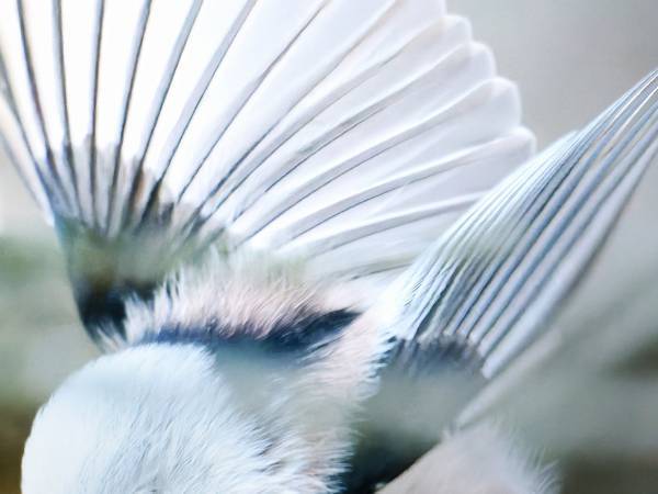 イケメンなシマエナガ？　写真家が撮った１枚に「こんな姿初めて見た」「ほれぼれする」