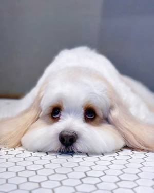 上目遣いをしている犬　全身を見ると？　「かわいすぎて感謝」「犬は正義」