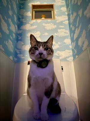 トイレの便器の上には？　『猫神様』に「神々しい！」「実在するんだ」