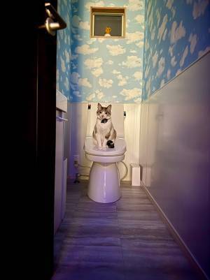 トイレの便器の上には？　『猫神様』に「神々しい！」「実在するんだ」