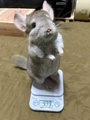 体重測定をするチンチラに、悶絶　その姿に「やばい」「お利口すぎる」