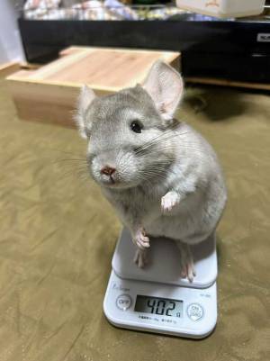 体重測定をするチンチラに、悶絶　その姿に「やばい」「お利口すぎる」