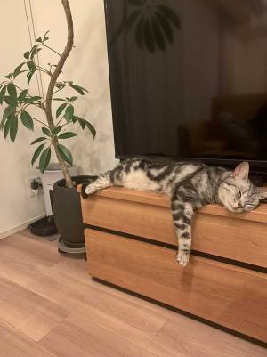 飼い主「ととのっている」　猫がとった行動に「笑った」「賢いなぁ」