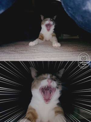 コタツが大好きな猫　しかし、横から…？　「笑った」「入れてあげて～」