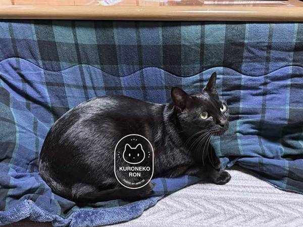 コタツが大好きな猫　しかし、横から…？　「笑った」「入れてあげて～」