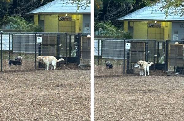 ドッグランで『１匹ボッチ』　小型犬エリアを見る表情に「切ない」