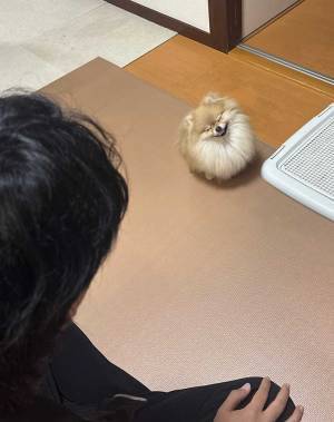 夫の話を聞く、ポメの表情が…　「言葉理解してる？」「反則でしょ」