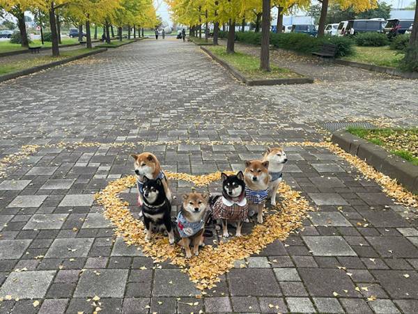 落ち葉に囲われた柴犬たち　その姿に「かわいい！」「ロマンチック」