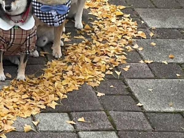 落ち葉に囲われた柴犬たち　その姿に「かわいい！」「ロマンチック」