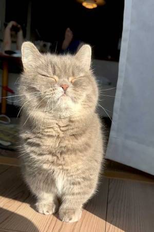 飼い主「正統派美女になった」　子猫の４年後の姿がこちら！