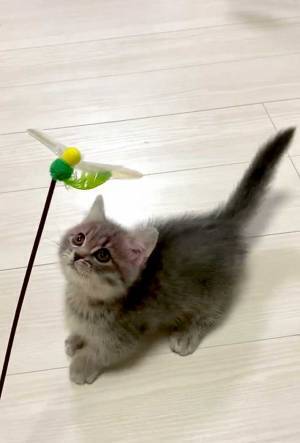 飼い主「正統派美女になった」　子猫の４年後の姿がこちら！