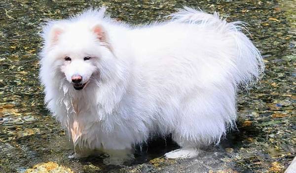 通りすがりのおじさん、サモエドにいった言葉に「爆笑」「センスがある」