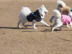 ドッグランで困惑する秋田犬　何があったかというと…