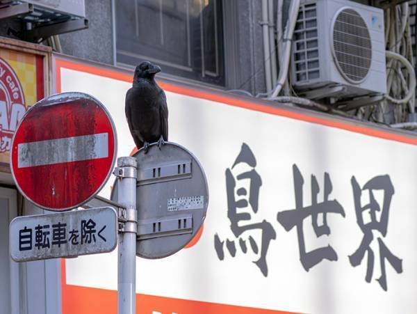標識の上に立つカラス　その後ろには…「人類滅亡していそう」「ぴったりすぎる」