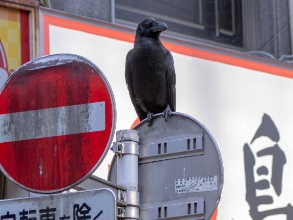 標識の上に立つカラス　その後ろには…「人類滅亡していそう」「ぴったりすぎる」