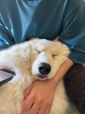 飼い主の腕の中で、溶けていくサモエド　その一部始終がこちら