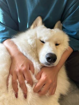 飼い主の腕の中で、溶けていくサモエド　その一部始終がこちら