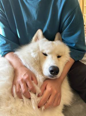 飼い主の腕の中で、溶けていくサモエド　その一部始終がこちら