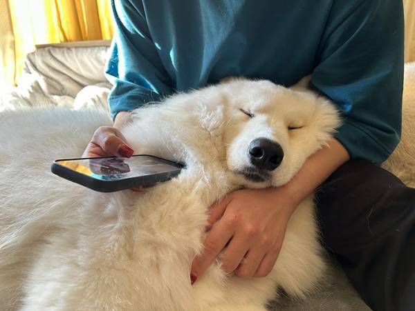 飼い主の腕の中で、溶けていくサモエド　その一部始終がこちら