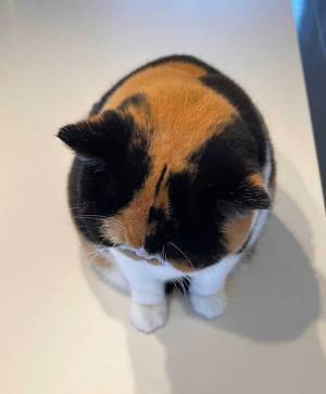 「笑った」「これは驚く」　猫が獣医にいわれた言葉とは？