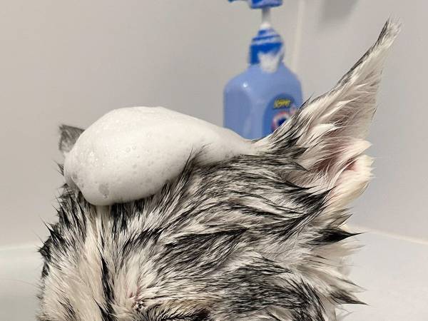 風呂に入れられたハスキー　見せた姿に「この世の終わりかな」「腹抱えて笑った」