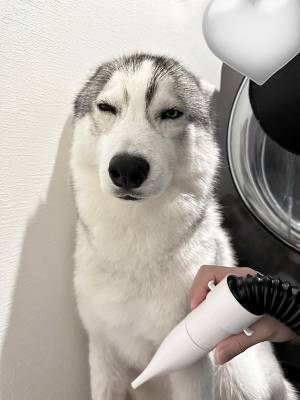 風呂に入れられたハスキー　見せた姿に「この世の終わりかな」「腹抱えて笑った」