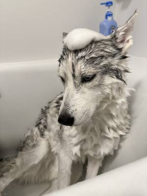 風呂に入れられたハスキー　見せた姿に「この世の終わりかな」「腹抱えて笑った」