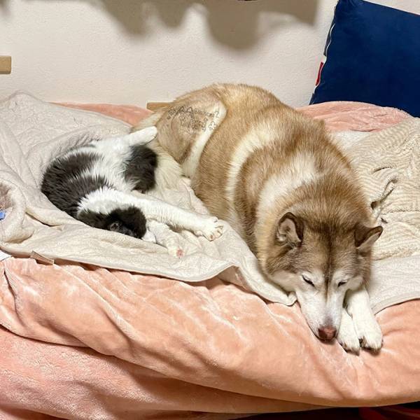 新入りの猫とハスキー　出会って１か月後の姿に「嘘やろ…」「尊い」