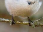 「こんなふうに撮って」といってそうな野鳥　ポーズが人間顔負けで…？