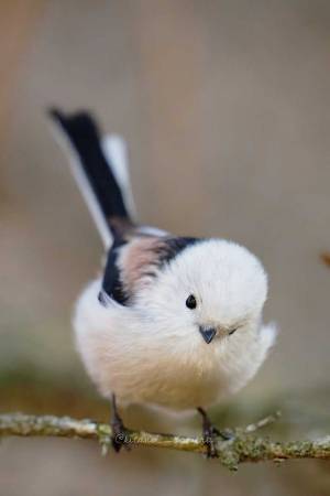 「こんなふうに撮って」といってそうな野鳥　ポーズが人間顔負けで…？