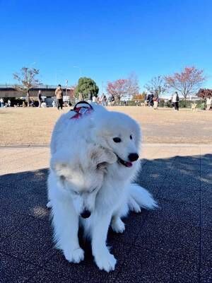 犬の写真