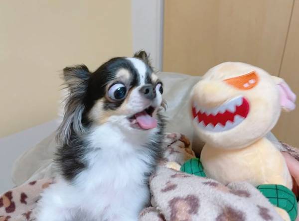 「私が嫌な人にする表情」　チワワの煽り顔が『強い』！