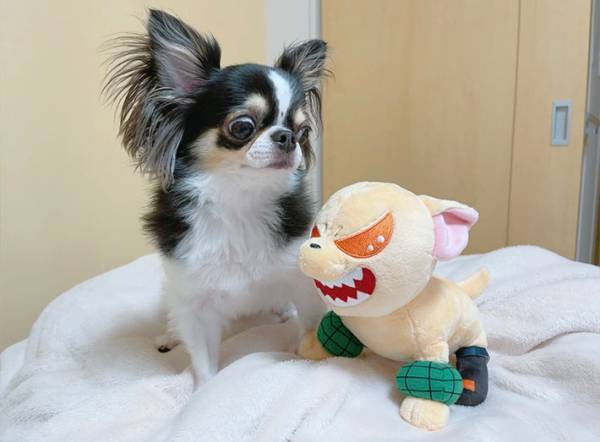 「私が嫌な人にする表情」　チワワの煽り顔が『強い』！