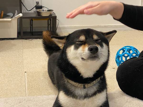 飼い主が愛犬をなでようとして？　反応に「たまらん」「わかってる！」