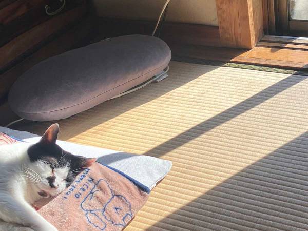 野良猫が兄弟猫をじーっ…　光景に「なんて素敵なんだ」「たまらん」の声！