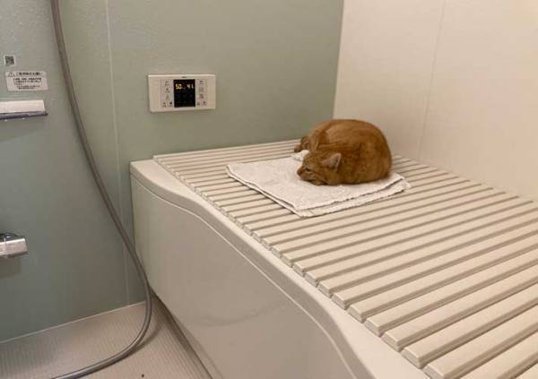 「これがニンゲンに許されたスペース」　風呂場の写真に「吹いた」「むしろ幸せ」