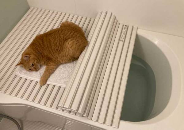 「これがニンゲンに許されたスペース」　風呂場の写真に「吹いた」「むしろ幸せ」