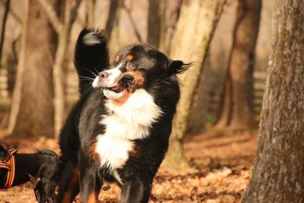 「ドッグランでこんな顔する？」　大型犬の表情に「笑った」「えらいこっちゃ」