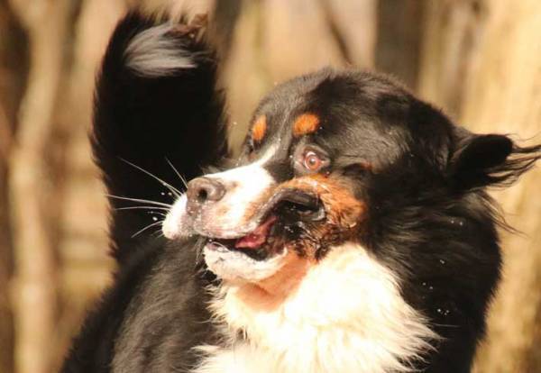「ドッグランでこんな顔する？」　大型犬の表情に「笑った」「えらいこっちゃ」