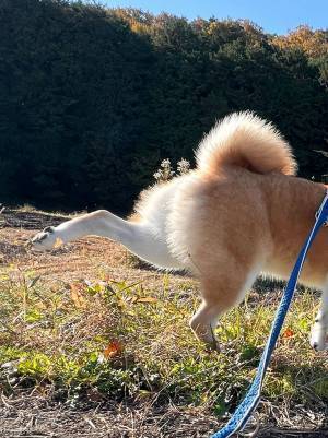 散歩中に『技』を決めた柴犬　写真に「たまらん」「１００点満点です」