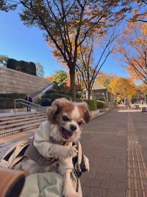 ツッコミをする犬？　散歩中の１枚に「遂に喋れるようになったのか！？」