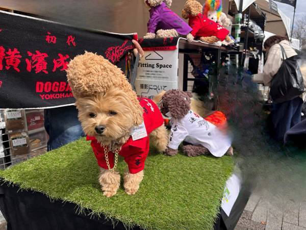 犬用の服を試着したら？　哀愁ただよう姿に「爆笑」「かわいすぎ」
