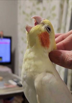 こんな感情豊かな鳥いる？　背中をかかれた反応が…　「笑った」「ナイスショットすぎ」